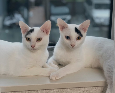 猫画像トリミング