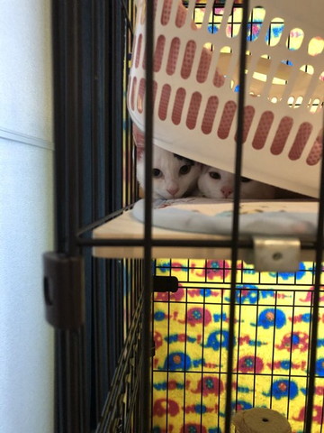 籠の下に隠れた子猫2匹