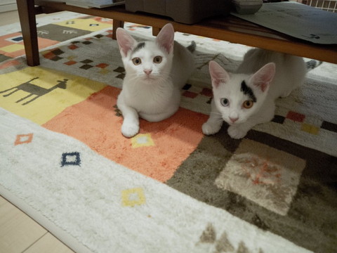 テーブルの下に子猫2匹