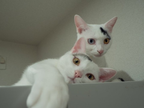 前足投げ出してる猫と遠く見つめてる猫