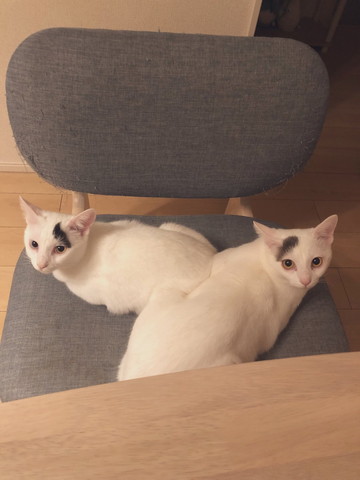 椅子の上でくつろぐ猫2匹