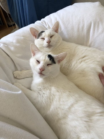 布団にいる猫2匹