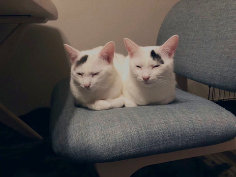 椅子で眠そうな猫2匹