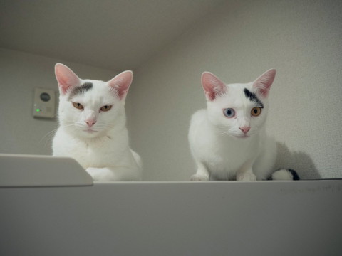 目を細めてる猫とびっくりしてる猫