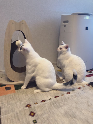 おもちゃの前で並ぶ猫2匹