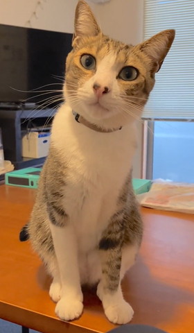 キジシロ猫お座り