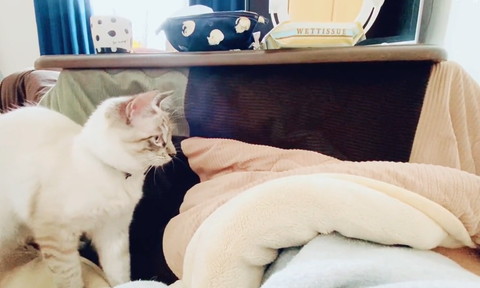 仁王立ちする猫横顔