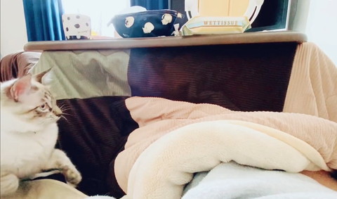 両前足あげて引く猫