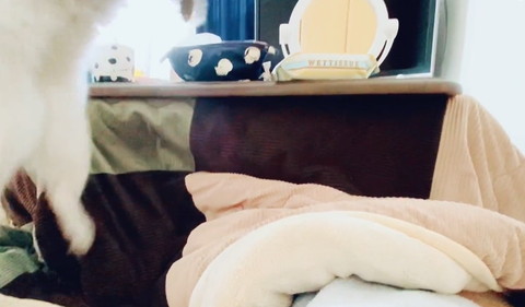 ジャンプしてる猫