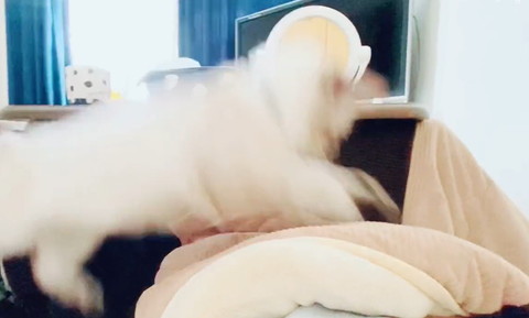 飛んでる猫ぶれてる