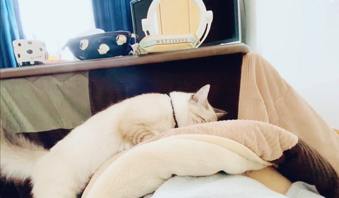 こたつの上に猫