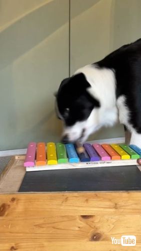 木琴を鳴らす犬