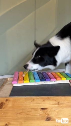 木琴を鳴らす犬