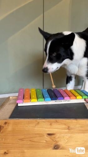 木琴を鳴らす犬