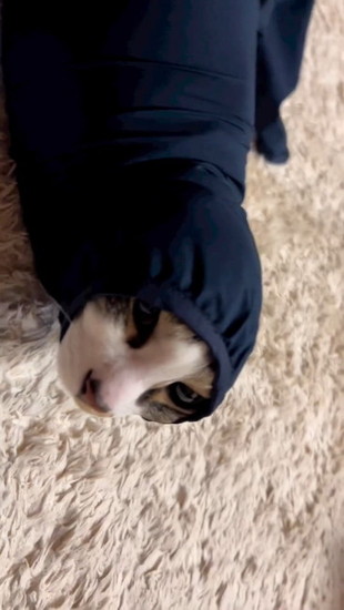 袖から顔を出す猫