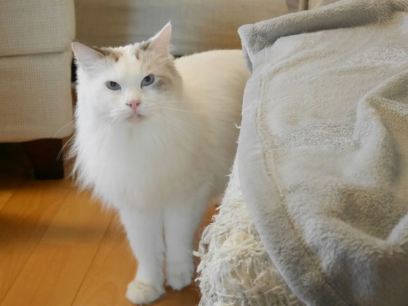 物陰から見守る猫 ／【PR】 ライオンペット  猫砂 ニオイをとる砂