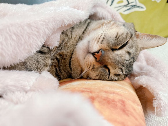 寝ている猫 ／【PR】 ライオンペット  猫砂 ニオイをとる砂