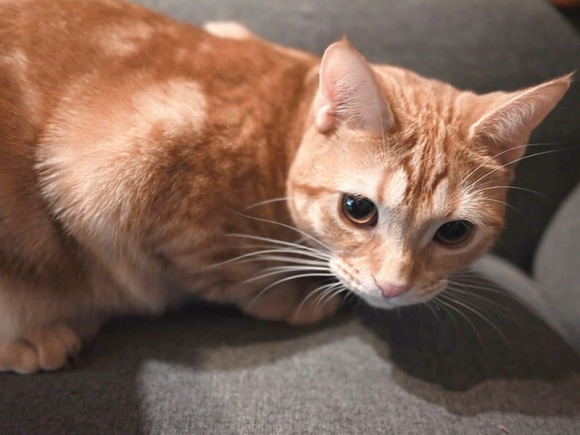 こちらを見ている猫 ／【PR】 ライオンペット  猫砂 ニオイをとる砂