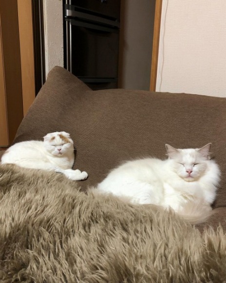 同じポーズで寝る猫2匹 ／【PR】 ライオンペット  猫砂 ニオイをとる砂