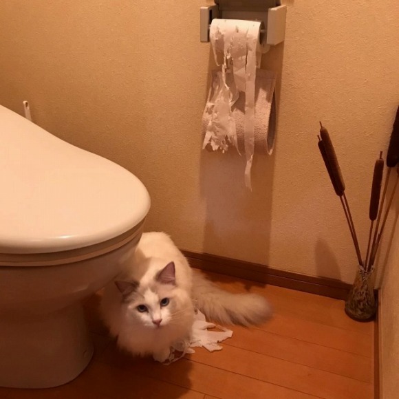 トイレットペーパーにいたずらした猫 ／【PR】 ライオンペット  猫砂 ニオイをとる砂