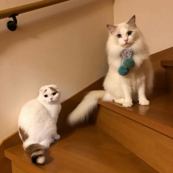 階段からこちらを見ている猫2匹 ／【PR】 ライオンペット  猫砂 ニオイをとる砂