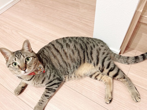 寝そべってこちらを見ている猫 ／【PR】 ライオンペット  猫砂 ニオイをとる砂