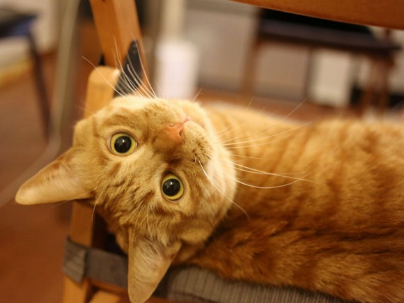 振りむく猫 ／【PR】 ライオンペット  猫砂 ニオイをとる砂