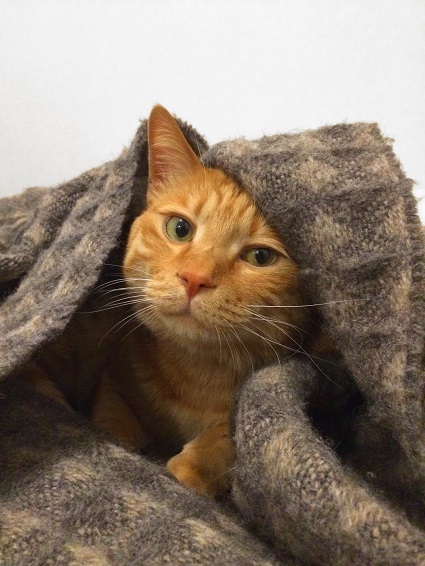 布の中から顔を出してこちらを見ている猫 ／【PR】 ライオンペット  猫砂 ニオイをとる砂