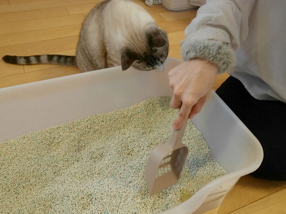 人間が猫砂を整えていると近づいてくる猫 ／【PR】 ライオンペット  猫砂 ニオイをとる砂