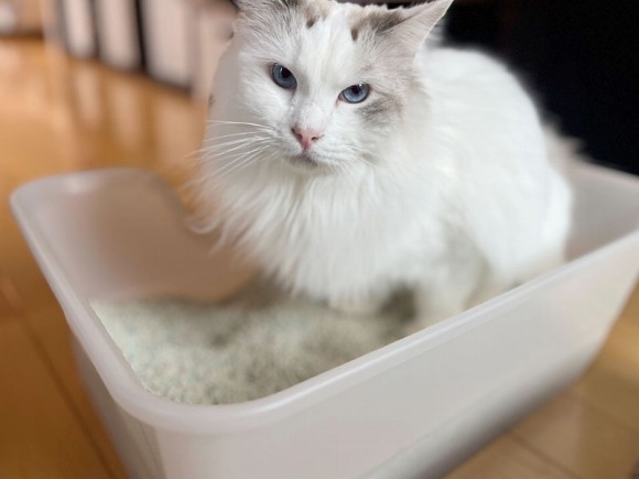 猫トイレにいる猫 ／【PR】 ライオンペット  猫砂 ニオイをとる砂