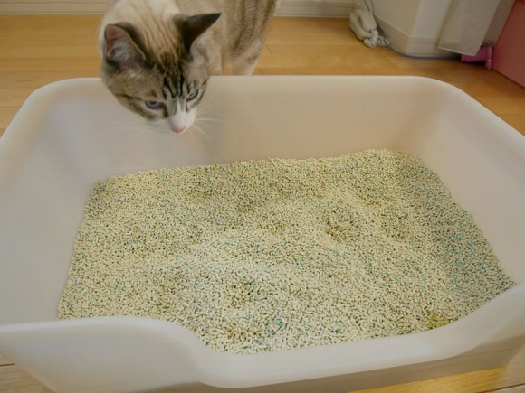 猫トイレの中を見ている猫 ／【PR】 ライオンペット  猫砂 ニオイをとる砂