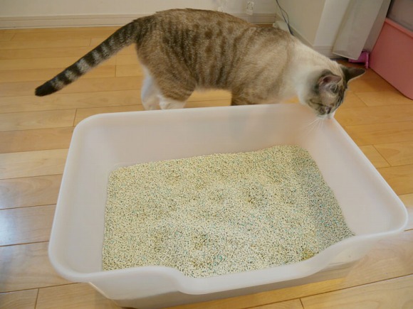 猫トイレの横にいる猫 ／【PR】 ライオンペット  猫砂 ニオイをとる砂