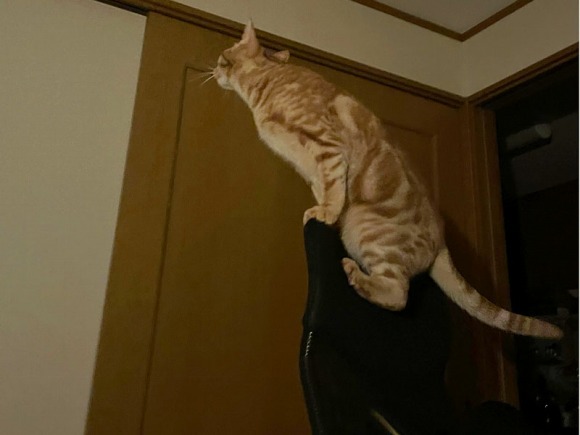 夜中に走り回って、椅子によじ登っている猫 ／【PR】 ライオンペット  猫砂 ニオイをとる砂
