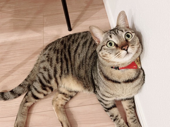 横たわってこちらを見ている猫 ／【PR】 ライオンペット  猫砂 ニオイをとる砂