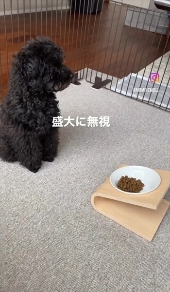 ごはん拒否するワンちゃんへの対処法