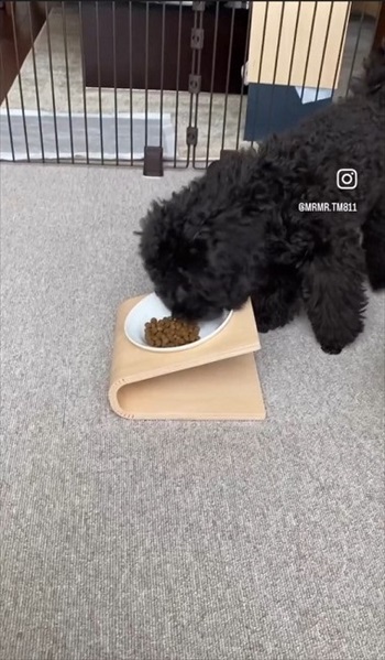 ごはん拒否するワンちゃんへの対処法