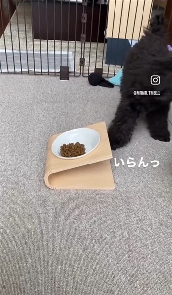 ごはん拒否するワンちゃんへの対処法