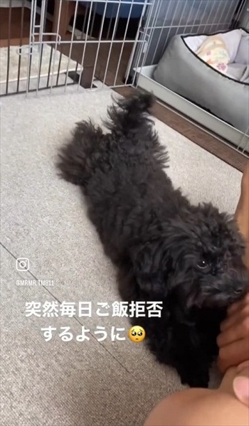 ごはん拒否するワンちゃんへの対処法