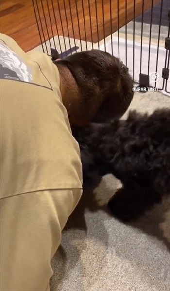 ごはん拒否するワンちゃんへの対処法