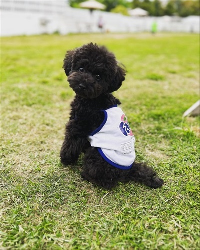 ごはん拒否するワンちゃんへの対処法