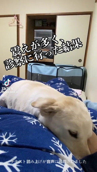 保護犬