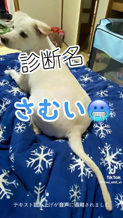 犬と診断結果