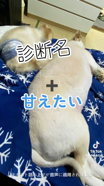 診断名と犬