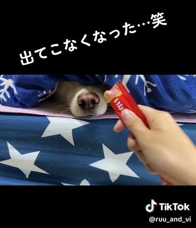 犬の鼻先