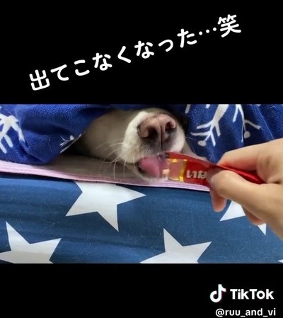 ペロペロする犬