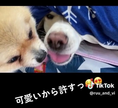 弟ワンコと兄ワンコ