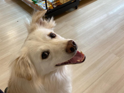 笑顔の犬