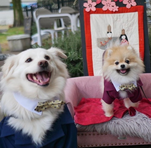 犬2匹笑顔の画像