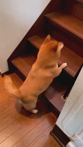 しっぽふる柴犬