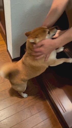 うれしそうな柴犬